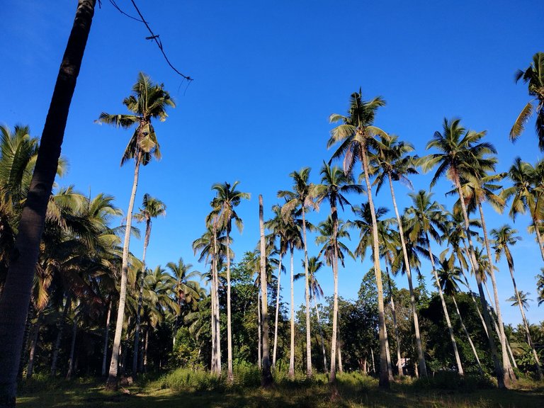 Sublimesunday: Sunday Walking Adventure at The Agricultural Field