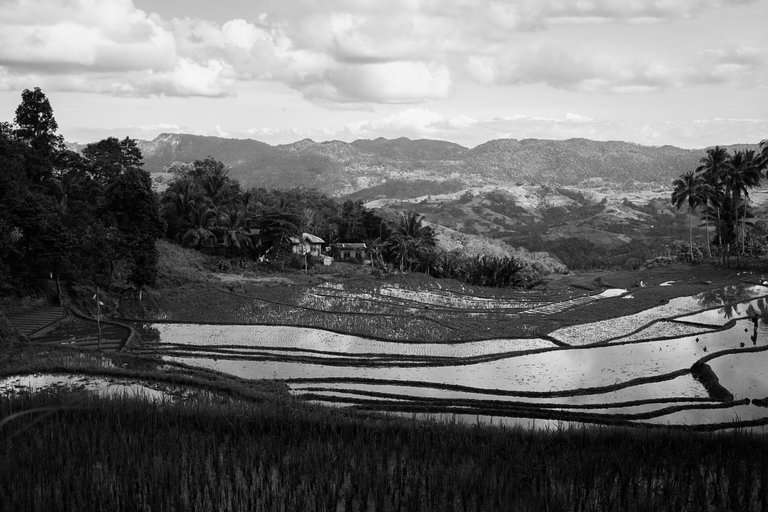 Rice Terraces.png