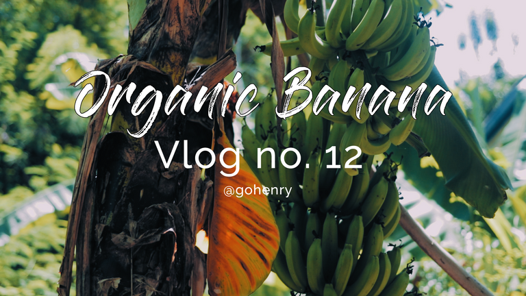 Organic Banana by Henry.png