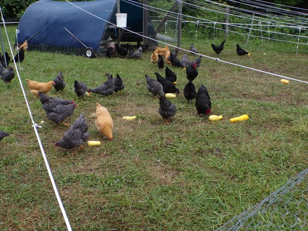 Broilers5 crop August 2020.jpg