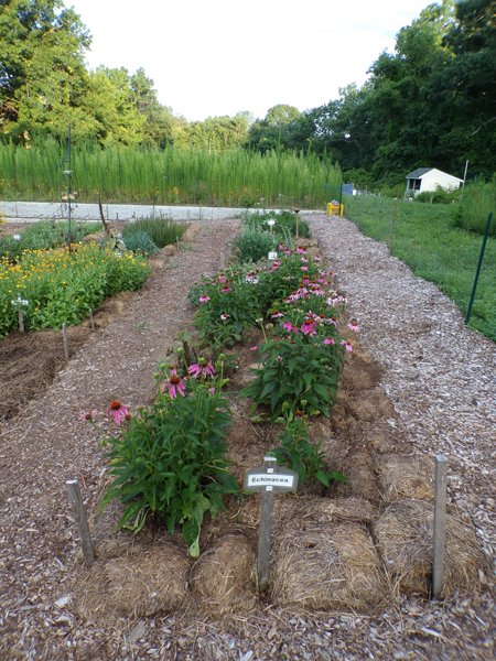 New Herb  Row 7 crop July 2020.jpg