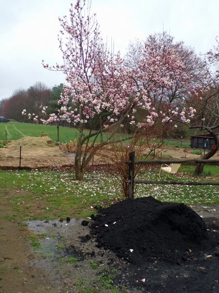 Magnolia in rain crop April 2021.jpg