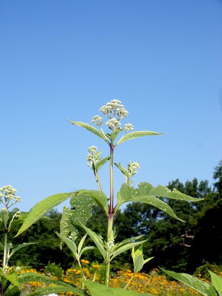 New Herb - Row 1, Joe Pye weed flower crop July 2024.jpg