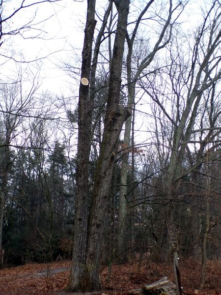 Behind barn - tree trimmed back crop Feb. 2023.jpg