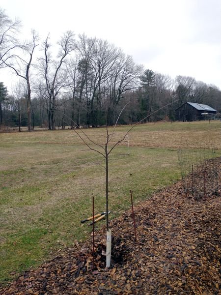 Little trees II - 4.Pembina plum pruned crop April 2025.jpg