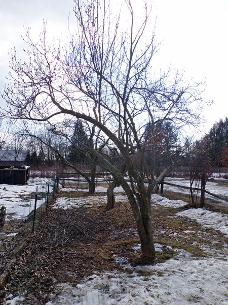 Pruning - trees done crop March 2021.jpg