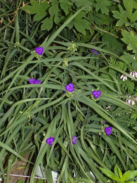 New East - species spiderwort flowers crop June 2022.jpg