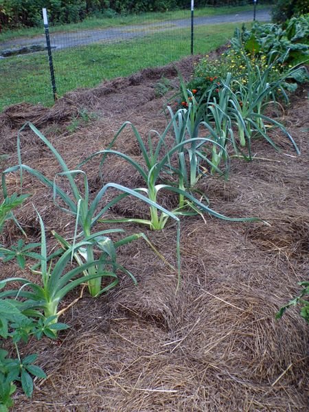 After the rain - Big garden, leeks crop August 2022.jpg