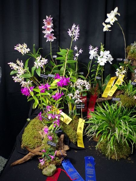 Orchid show4 crop Feb 2024.jpg