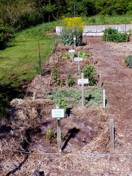 New Herb - Row 1, ready to plant and mulch crop May 2024.jpg