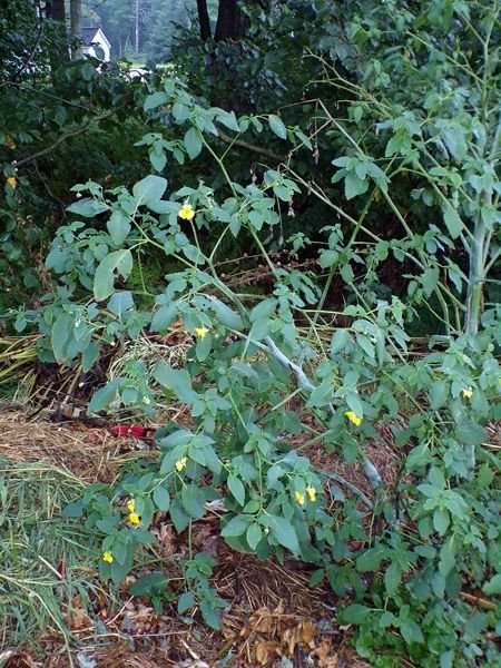 After the rain - yellow jewelweed crop August 2022.jpg