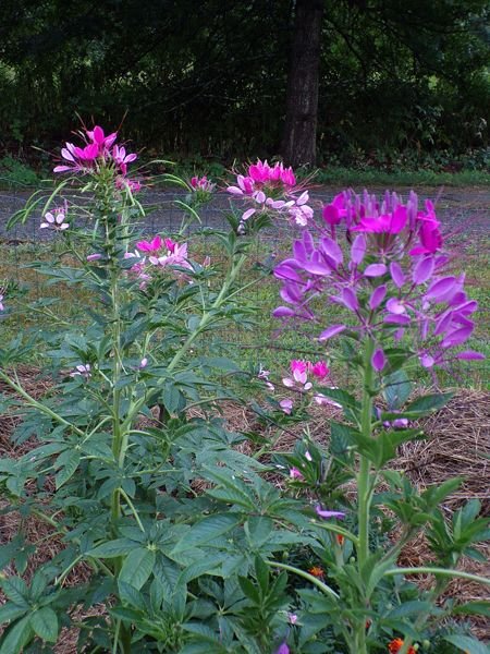 After the rain - Big garden, cleome crop August 2022.jpg