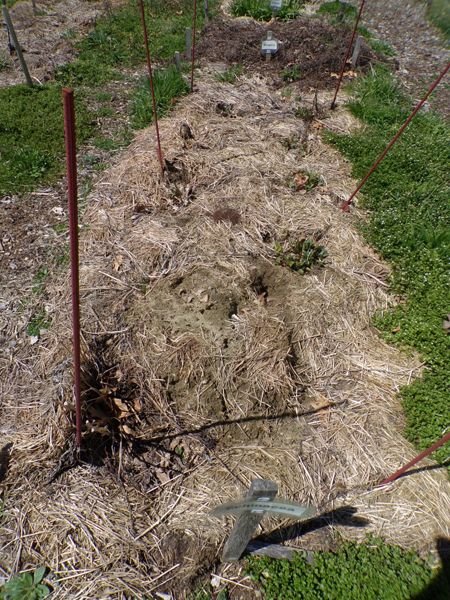 New Herb - Row 7, echinacea crop April 2022.jpg
