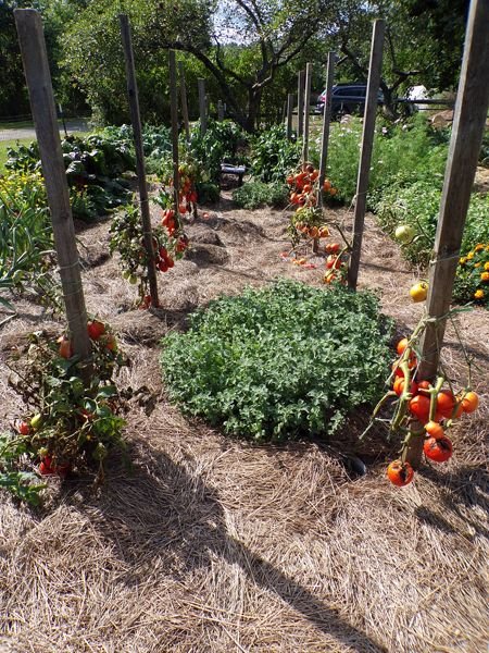 Big garden - tomatoes crop Sept. 2022.jpg