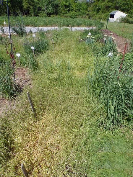 New Herb - Row 6 walkway crop May 2022.jpg
