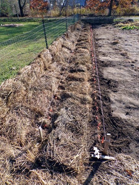 Big garden - 2 rows planted crop Nov. 2023.jpg