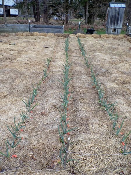 Small garden - garlic and shallots crop April 2021.jpg