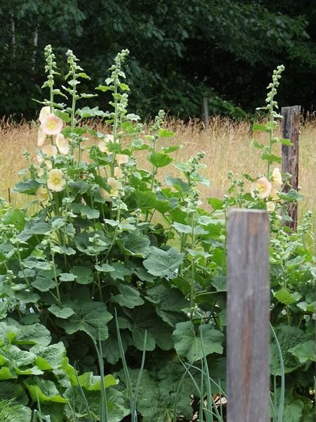 Big garden - hollyhocks crop June 2022.jpg