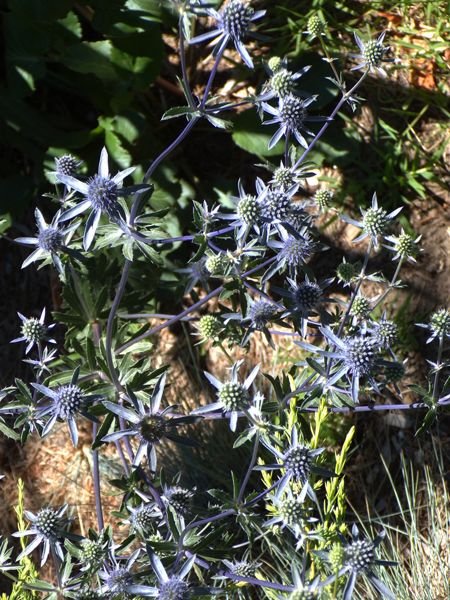 Berkshire Botanical - blue-purple plant crop July 2022.jpg