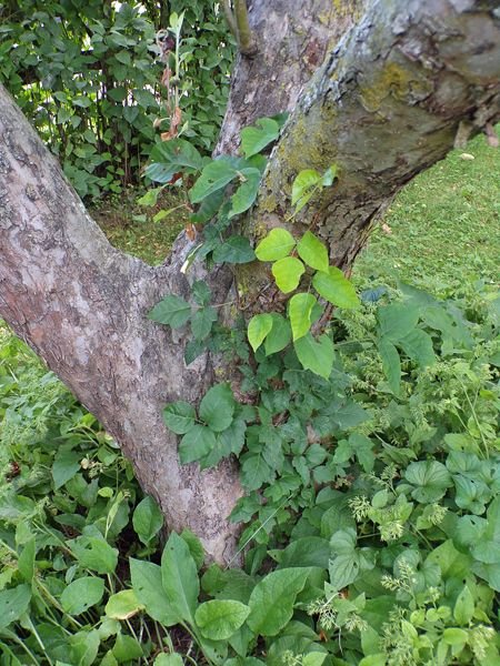MacIntosh - poison ivy crop July 2022.jpg