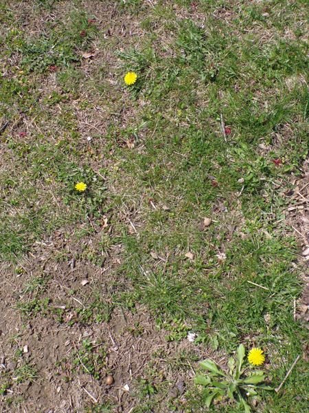 First dandelions crop April 2022.jpg