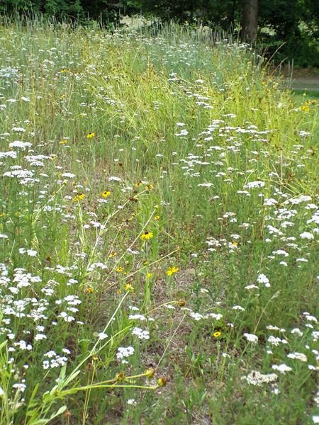 Wildflowers crop July 2022.jpg