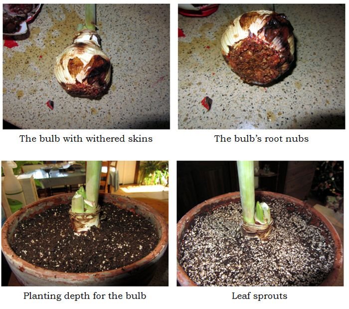 Amaryllis planting collage2 text crop Dec 2024.jpg