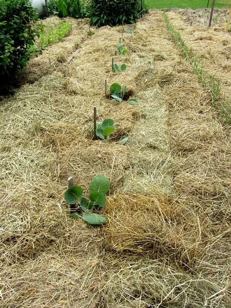 Big garden - cabbages planted crop June 2025.jpg