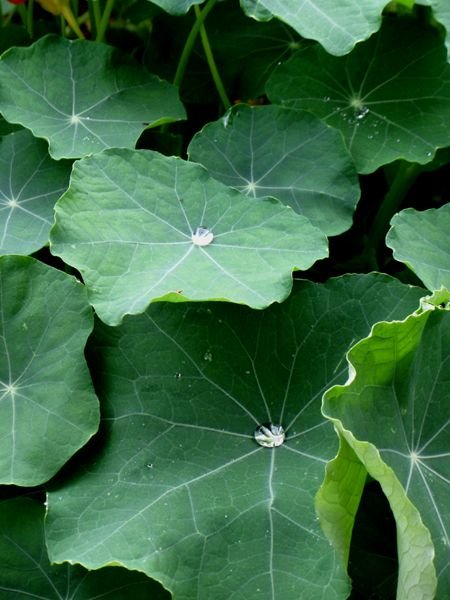 Big garden - nasturtium and water drop2 crop Sept 2024.jpg