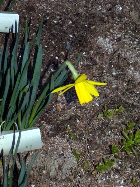 East of Steps -7. Daffodil Tweety Bird crop March 2024.jpg