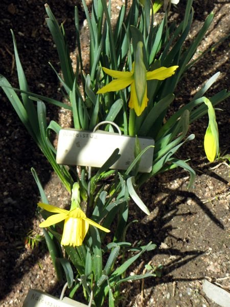 East of Steps - they opened crop April 2025.jpg