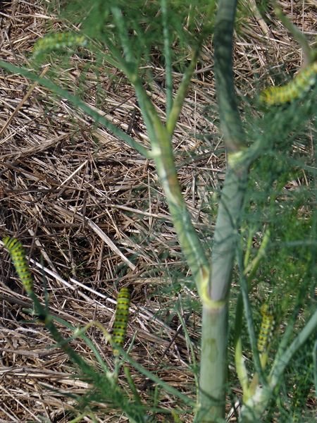 New Herb - Row 5, swallowtail caterpillers on dill2 crop Sept. 2022.jpg