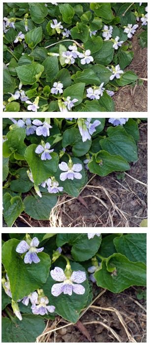 East Shed - freckles violets collage crop April 2024.jpg