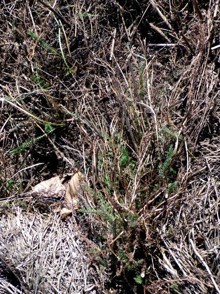 New Herb - Row 7, yarrow crop Feb. 2023.jpg