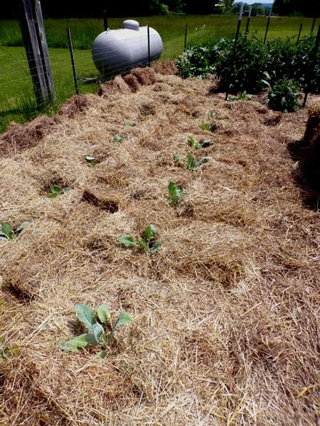 Big garden - cabbage and cauliflower planted crop May 2024.jpg
