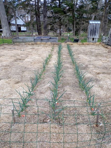 Small garden - garlic and shallots crop April 2021.jpg