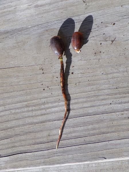 Acorns rooting crop Oct. 2023.jpg