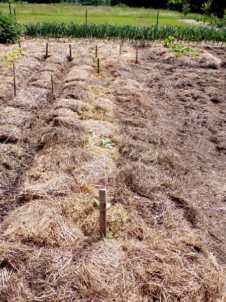 Big garden - Brussels sprouts, snapdragons planted crop May 2024.jpg