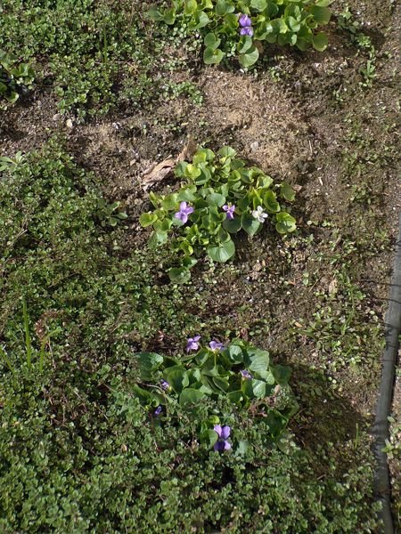 Walkway, south - violet flowers crop April 2022.jpg