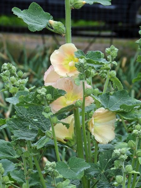 Big garden - hollyhock flowers crop June 2022 .jpg