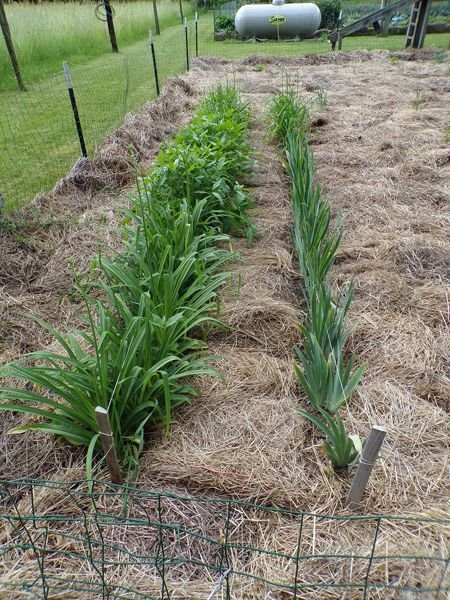 Small garden - iris and daylilies crop June 2022.jpg