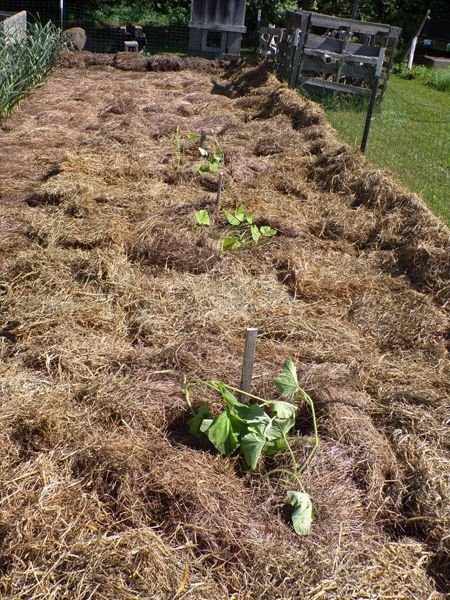 Small garden - squashes planted crop June 2021.jpg