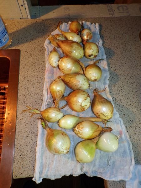 Onion harvest crop Oct. 2021.jpg