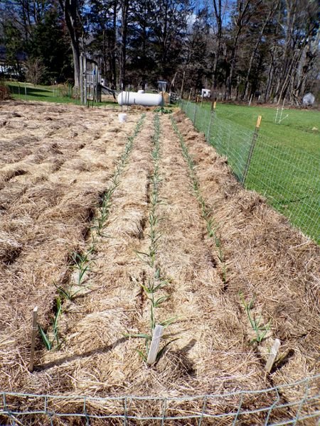 Big garden - garlic cleaned out crop April 2024.jpg