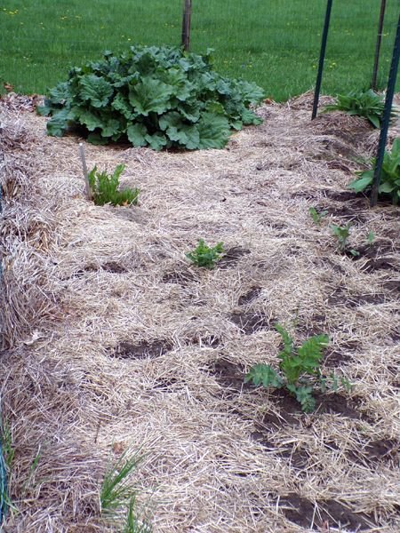 Big garden - parsnips, horseradish, rhubarb crop April 2023.jpg