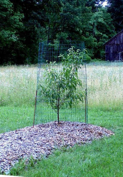 Little Trees II - peach tree crop June 2024.jpg