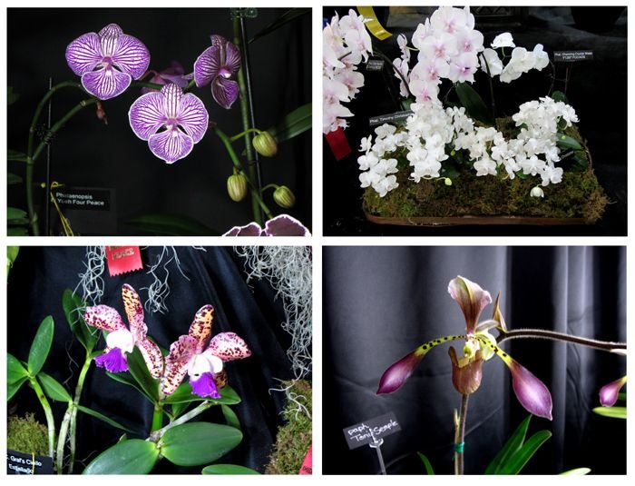 Orchid Show collage1 crop Feb 2025.jpg