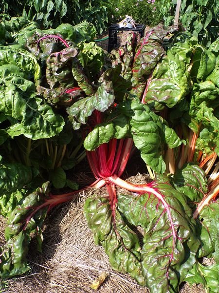 Big garden - Swiss chard crop Sept. 2022.jpg