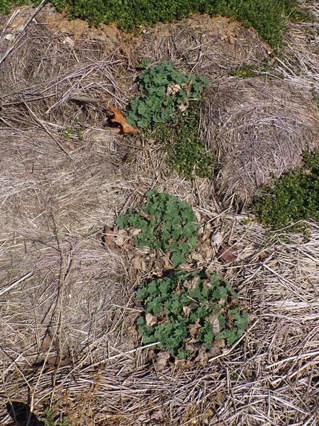 New Herb - lady's mantle crop April 2022.jpg