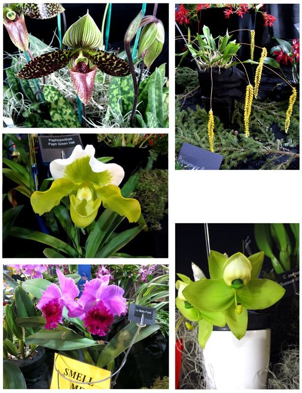 Orchid Show collage2 crop Feb 2025.jpg